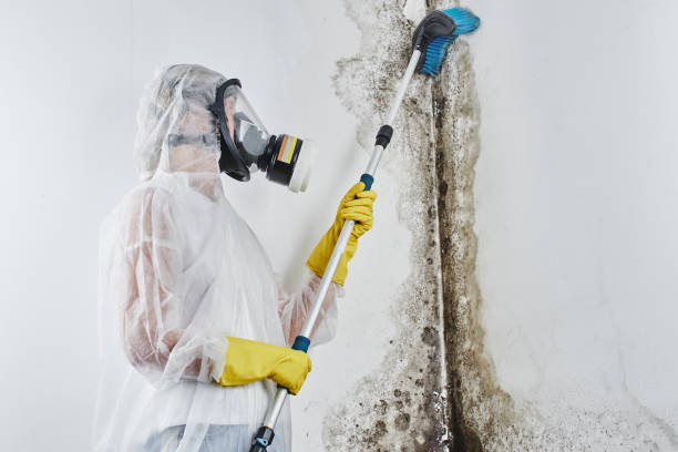 Best Professional Mold Removal  in Camden, SC