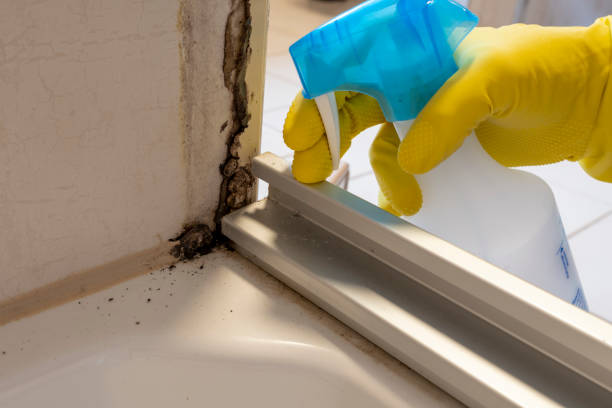 Best Toxic Mold Removal  in Camden, SC