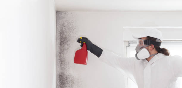 Professional Mold Removal in Camden, SC