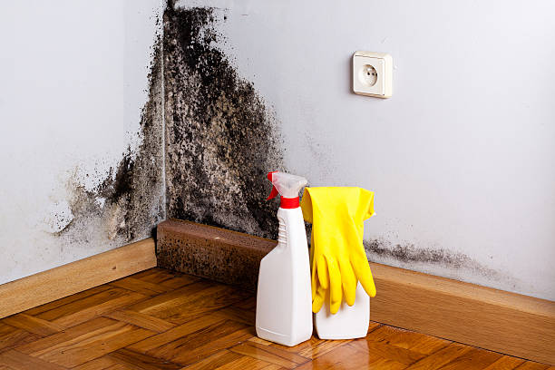 Attic Mold Removal in Camden, SC